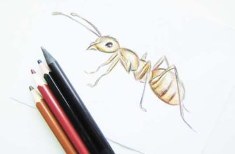 рисунок для детей карандашом муравей