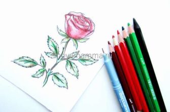 Как нарисовать розу